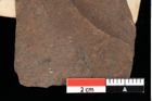 Foto (Detailansicht) von Chondrites ambiguus Ettingshausen (NHMW-GEO-2024-0188-0098)